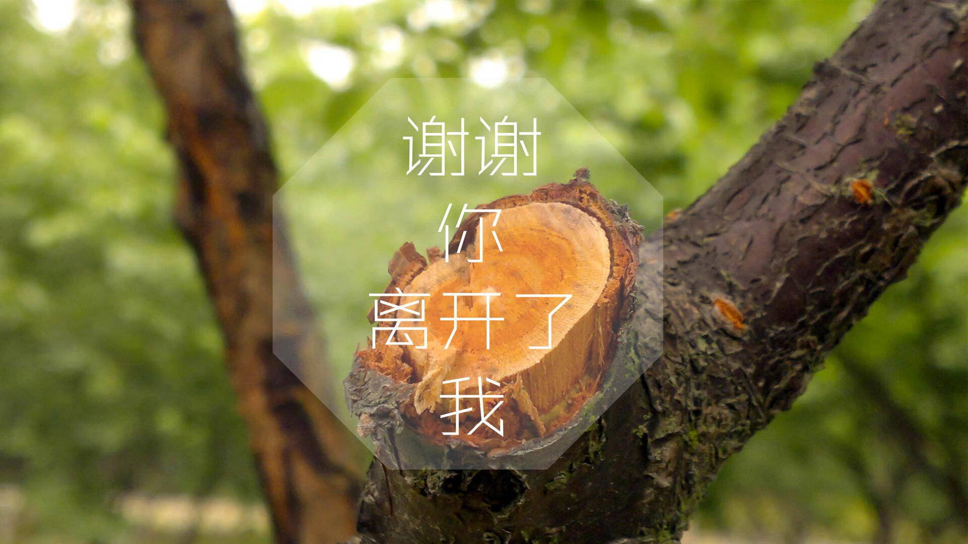 瑞士马术协会与国际组织合作，推广“Schwingfest”至全球。，瑞士mas项目