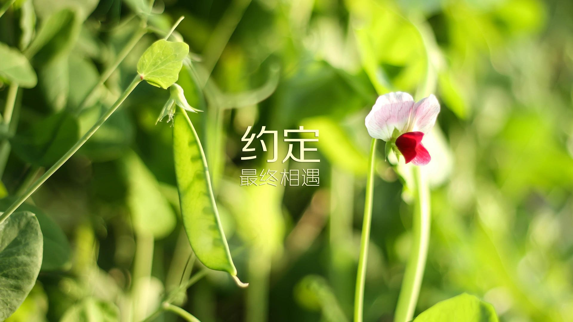 加拿大队赛制评析:赛制如何提高团队的战斗力与凝聚力,加拿大队员